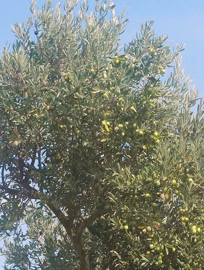 Troya, İsviçre Alpleri'nden sonra havadaki en yüksek ikinci oksijen seviyesine sahip olduğundan, zeytin ağaçlarının diğer bölgelere göre daha sağlıklı olmasını sağlıyor.